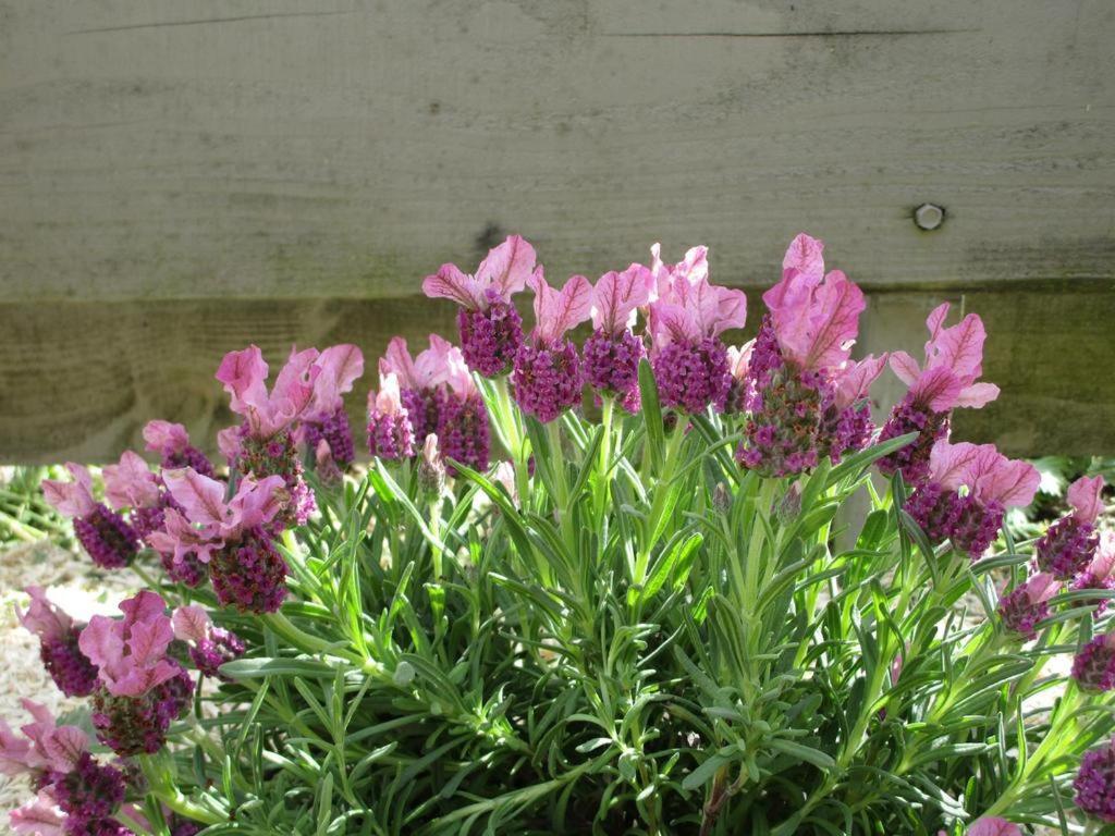 Beaune-la-RolandeUn Figuier Dans Notre Jardin别墅 客房 照片