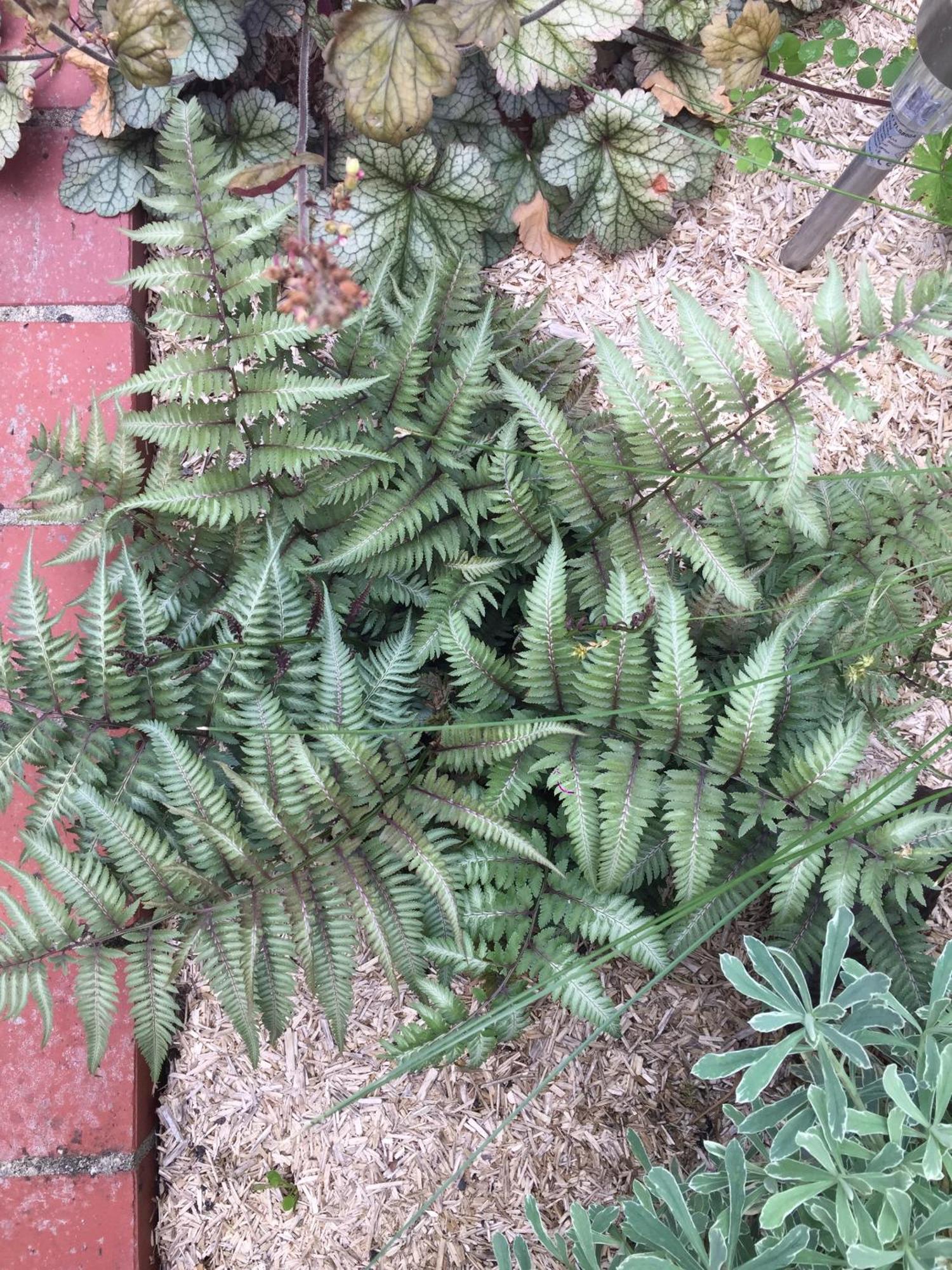 Beaune-la-RolandeUn Figuier Dans Notre Jardin别墅 外观 照片