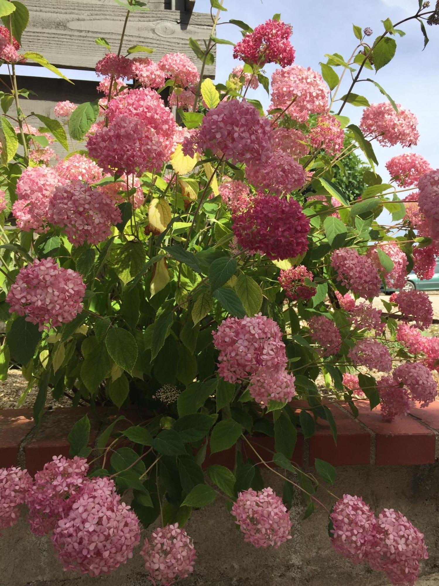 Beaune-la-RolandeUn Figuier Dans Notre Jardin别墅 客房 照片